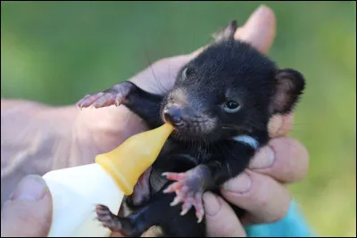 Un bon petit ... à la fleur de l'âge - La patte légère et l'oeil polisson !