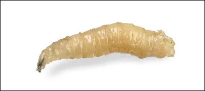 Avis à la population, on recherche sa maman, éventuellement son papa !