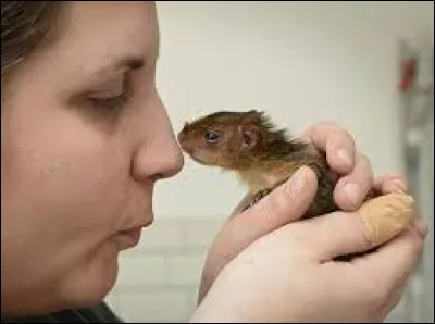 Trouvez le nom de ce rongeur d'Amérique !