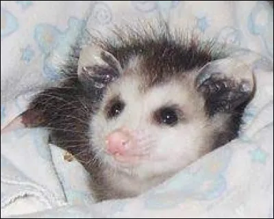 En Amérique il en existe plusieurs espèces, celle-ci est la plus commune !