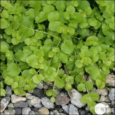 Sous quel nom connaît-on aussi le gingko biloba ?