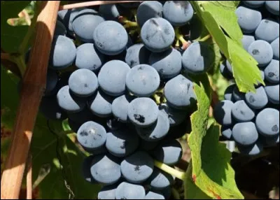 Il est sûrement fier comme un coq !