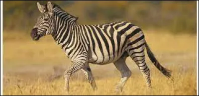 Dans quelle langue "zèbre" se dit-il "cebra" ?