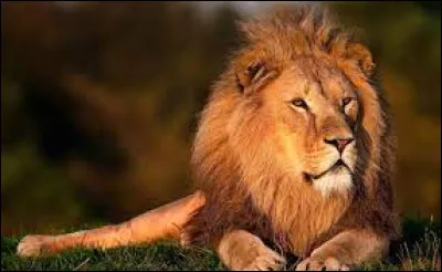 Dans quelle langue "lion" se dit-il "leão" ?