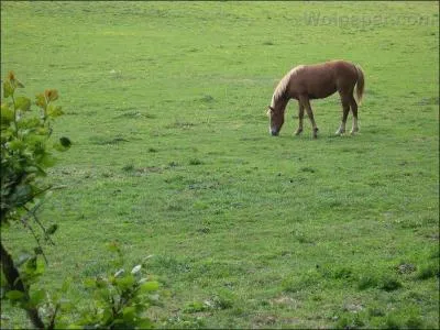 Comment aborde-t-on un cheval au pr ?