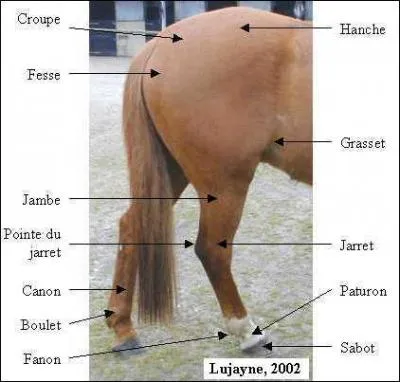 Comment appelle-t-on les membres arrires du cheval ?