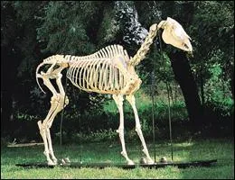 Comment s'appelle l'anctre du cheval ?