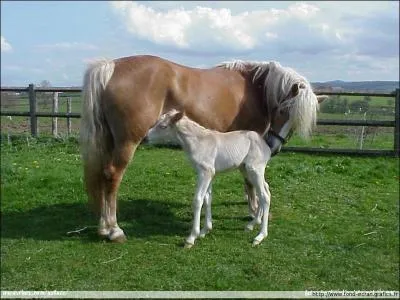 Combien de temps dure la gestation d'une jument ?
