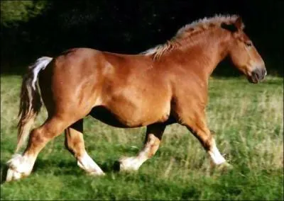 Quel est cette race ?