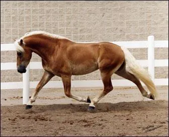 Quelle est la taille maximale pour les poney ?