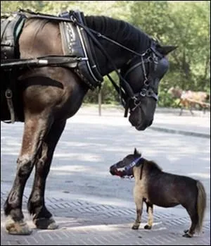 Quelle est la plus grande race de chevaux du monde ?