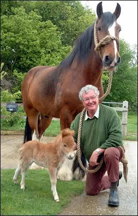 Quelle est la plus petite race de chevaux du monde ?
