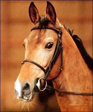 Qu'est-ce que le chanfrein ?