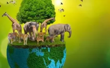 Quiz Animaux