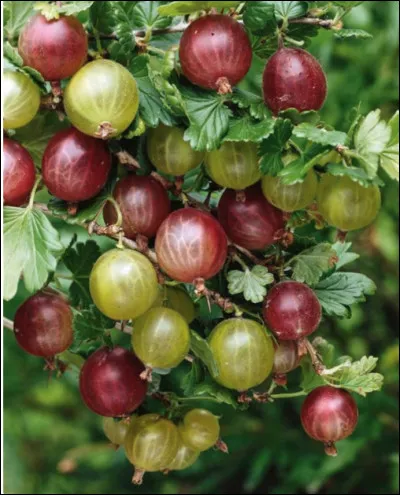Quelle est cette variété de groseille, fruit acidulé à chair translucide, fruit ovale ou rond, blanc ou rouge ?
