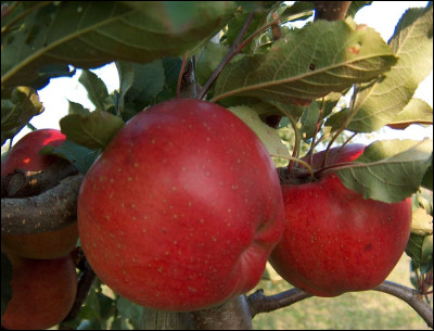 Quelle est cette variété de pomme rose à rouge, fruit acidulé à chair jaune et croquante ?