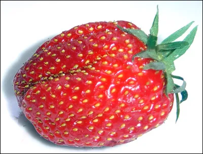 Quelle est cette variété de fraise, un faux fruit rouge de forme ovoïde ?