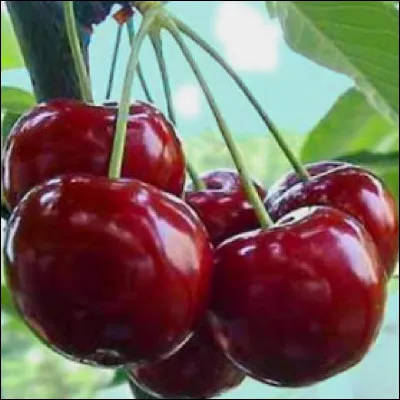 Quelle est cette variété de cerise, fruit rouge et sucré, excellent pour la santé avec ses nombreux oligo-éléments ?