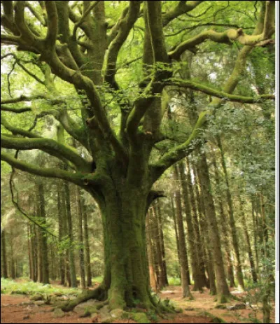 "Forêt silencieuse, aimable solitude, que j'aime à parcourir votre ombrage ignoré ! " 
Qui recherche cette quiétude ?