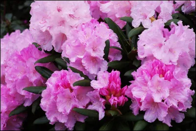 Quel est cet arbuste à fleurs roses ?