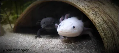 Les axolotls respirent par la peau.