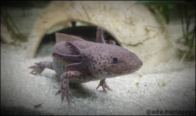 Les axolotls utilisent leur langue pour faire descendre la nourriture dans la gorge.