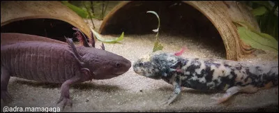 Les axolotls poss&egrave;dent deux types de chromatophores.