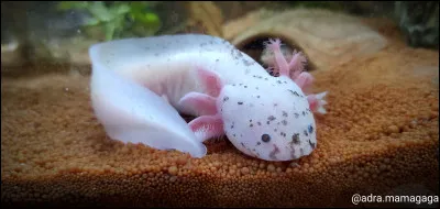 Les axolotls ont des poumons.