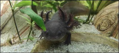 Les axolotls sont diurnes.