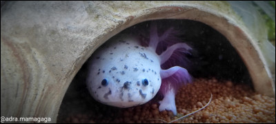 Un axolotl possède des branchies pour l'aider à réguler sa température.
