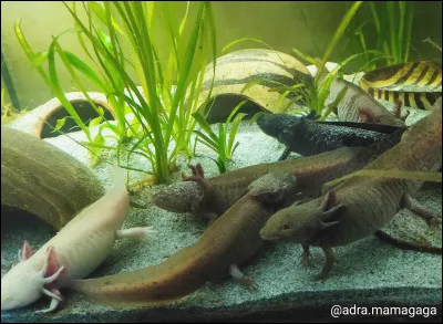 Un axolotl peut atteindre 40 cm.