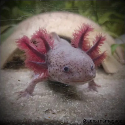 Les axolotls sont originaires du P&eacute;rou.