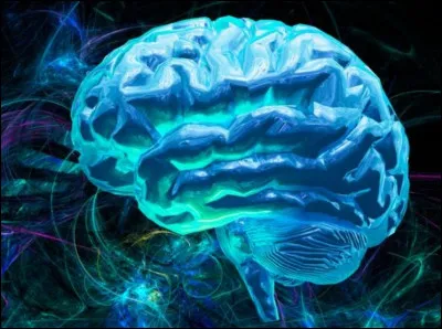 Un axolotl peut-il r&eacute;g&eacute;n&eacute;rer son cerveau s'il est endommag&eacute; ?