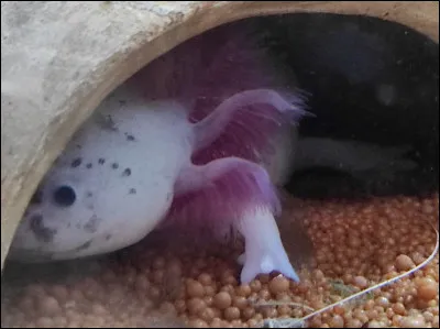 Un axolotl poss&egrave;de 4 doigts aux pattes avant et 5 doigts aux pattes arri&egrave;re.