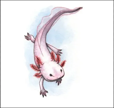 Un axolotl m&eacute;lanique poss&egrave;de des yeux enti&egrave;rement noirs.