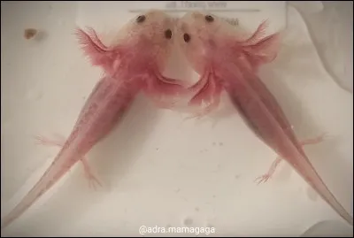 Un axolotl reste &agrave; l'&eacute;tat larvaire toute sa vie.