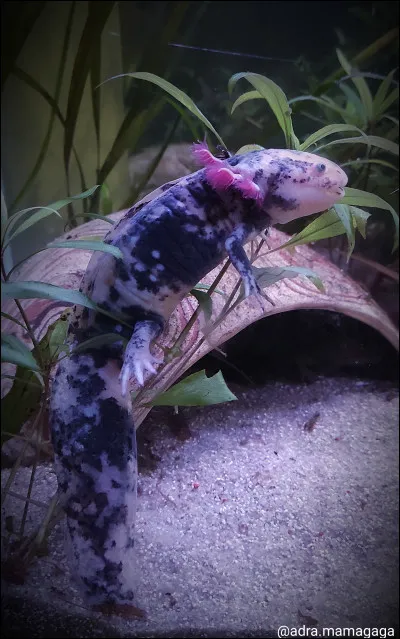 Un axolotl peut fermer ses yeux.