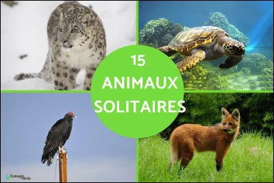 Quel animal préfères-tu ?