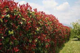 Quiz Plantes