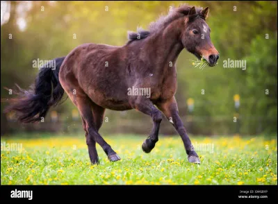 Et quel est ce poney ?