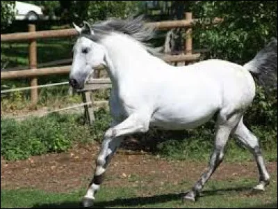 Sa race est là suivante :