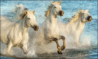 Ces chevaux-là sont de race :