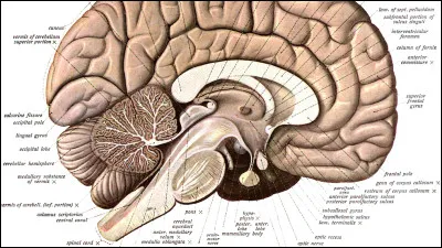 Les muscles n&eacute;cessaires au langage oral sont innerv&eacute;s par les nerfs facial (VII), vague (X), hypoglosse (XII), accessoire (XI) et glosso-pharyngien (IX). Ils sont tous reli&eacute;s &agrave; une structure c&eacute;r&eacute;brale, qui r&eacute;gule notamment la respiration ou le rythme cardiaque, laquelle ?
