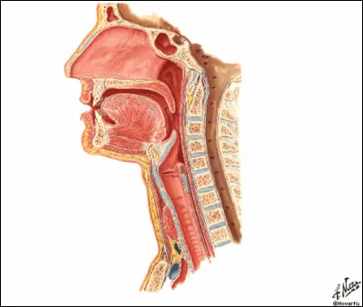 Dans quel mot trouve-t-on une consonne palatale ?