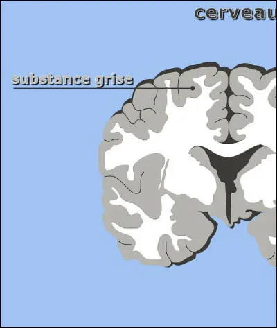 Comment est appelée la matière grise du cerveau ?