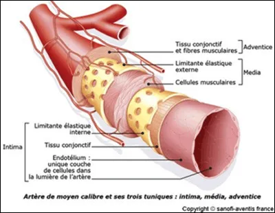 Qu'est-ce qu'une artère ?