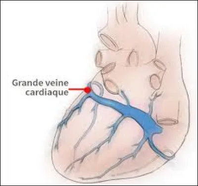 Qu'est-ce qu'une veine ?