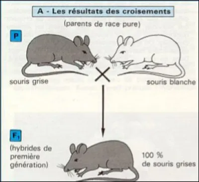 Un croisement entre une souris grise et une souris blanche a donné 100% de souris grise. Comment est le gène blanc dans cette hybridation ?