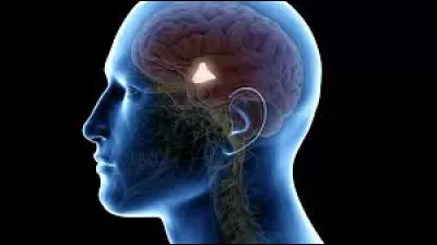 Qu'est-ce qui est représenté en blanc sur l'image ?