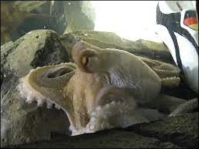 Animaux : 
''Paul'' est une pieuvre commune mâle, vivant en captivité à l'aquarium Sea Life d'Oberhausen. Il reste célèbre pour avoir pronostiqué les résultats de l'Allemagne lors du championnat d'Europe 2008 et de la Coupe du monde 2010, dont il désignait le vainqueur en ouvrant une boîte aux couleurs de l'équipe gagnante. Sur 14 prédictions qu'il a données, combien se révèlent exactes ?